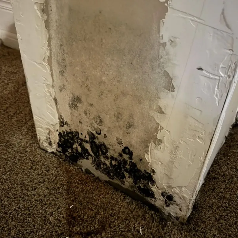 Professional Mold Removal in The Hills, TX